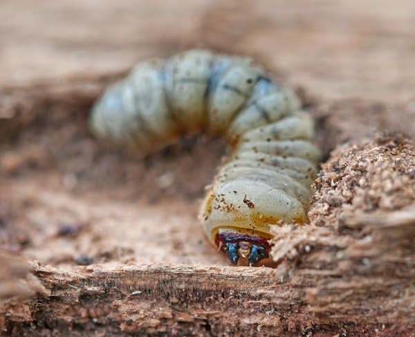 little woodworm lies on tree