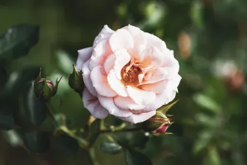 ROSAL-FLORIBUNDA-1920w-1.webp