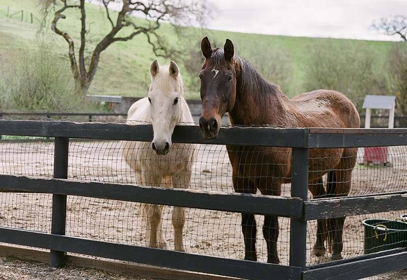 horse-riding-29-1.jpg